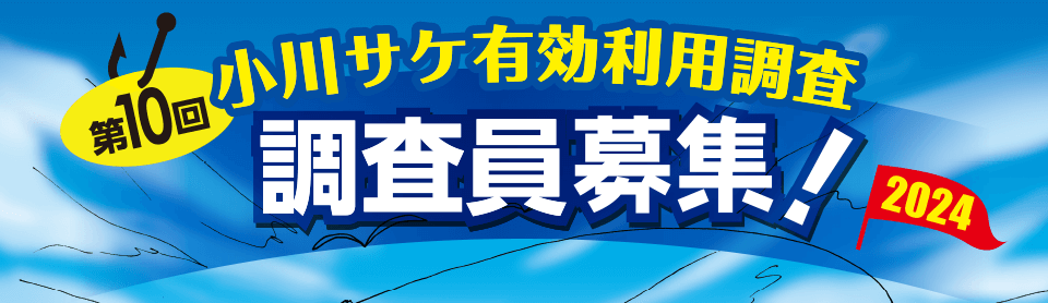 第10回　朝日町 小川サケ有効利用調査　参加者募集！（2024年）